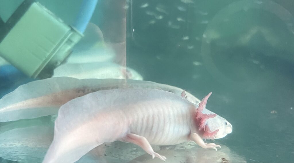 the axolotl